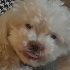 Meet your Posher, Jasmine